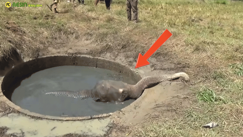 Elephant's 72-Hour Ordeal In Abandoned Well Ends In Miraculous Rescue