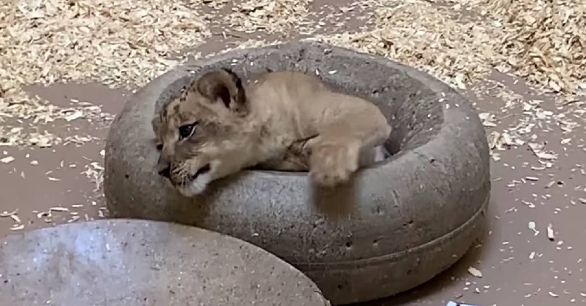 Inaugural Encounter: Papa Lion Bends Low To Embrace His Tiny Cub